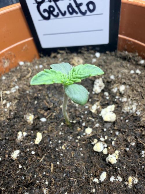Biscotti Gelato | Fastbuds. Week 1