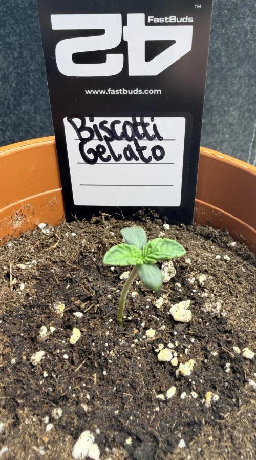 Biscotti Gelato | Fastbuds. Week 1