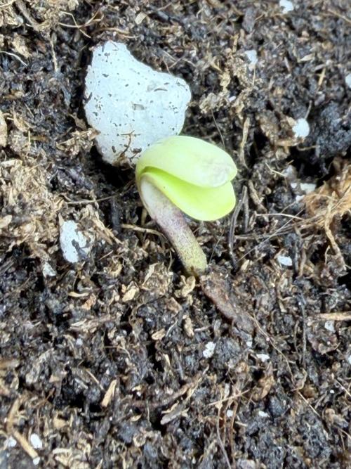 White Widow | Divine Seeds. Week 1