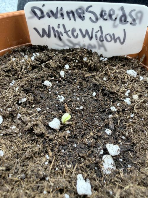 White Widow | Divine Seeds. Week 1