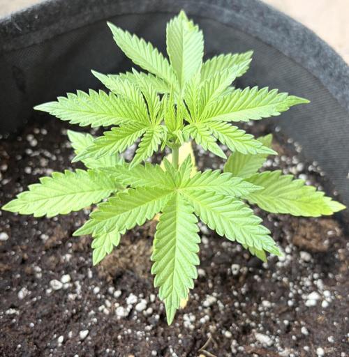 Gorilla Cookies FF (Outdoor Contest). Week 4