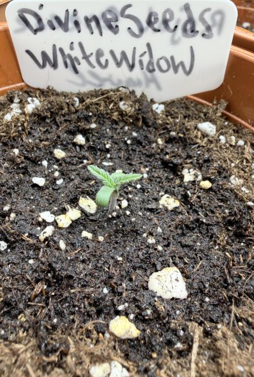 White Widow | Divine Seeds. Week 1