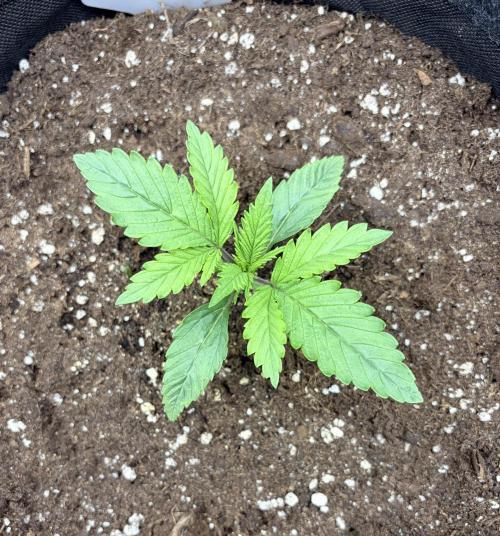 Escobar Auto (Divine Seeds). Week 2