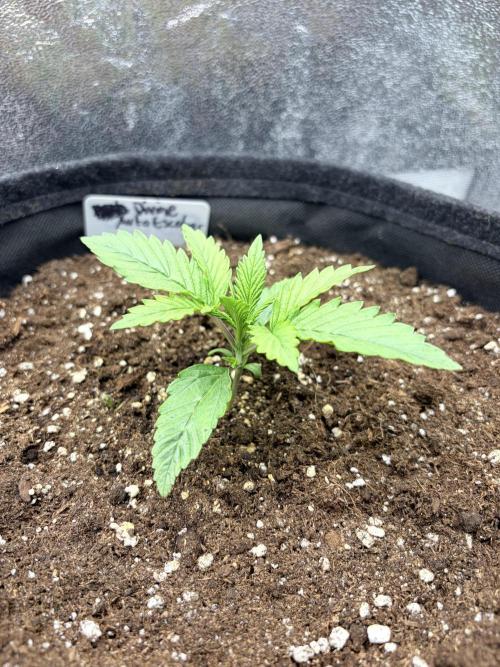 Escobar Auto (Divine Seeds). Week 2