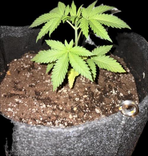 Gorilla Cookies FF (Outdoor Contest). Week 4