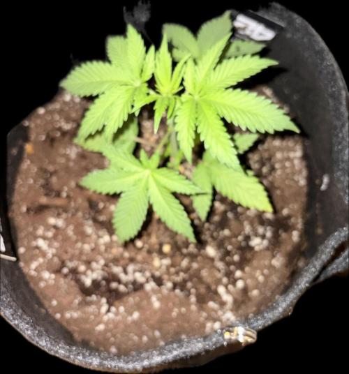 Gorilla Cookies FF (Outdoor Contest). Week 4