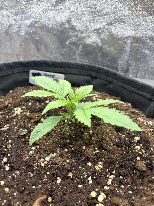 Escobar Auto (Divine Seeds). Week 2