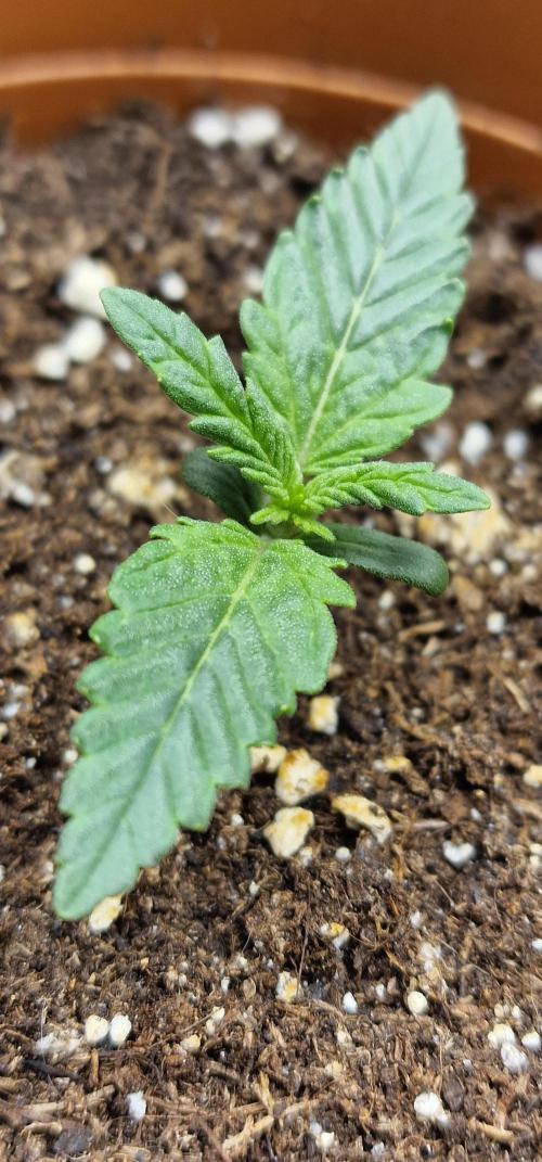 White Widow | Divine Seeds. Week 2