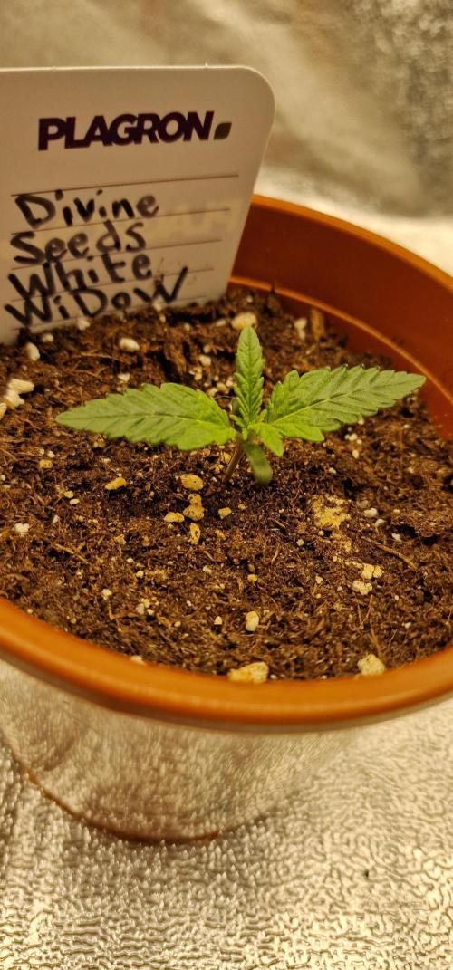 White Widow | Divine Seeds. Week 2