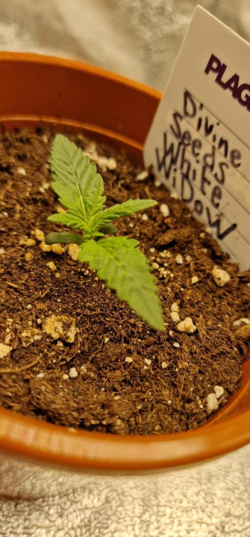 White Widow | Divine Seeds. Week 2
