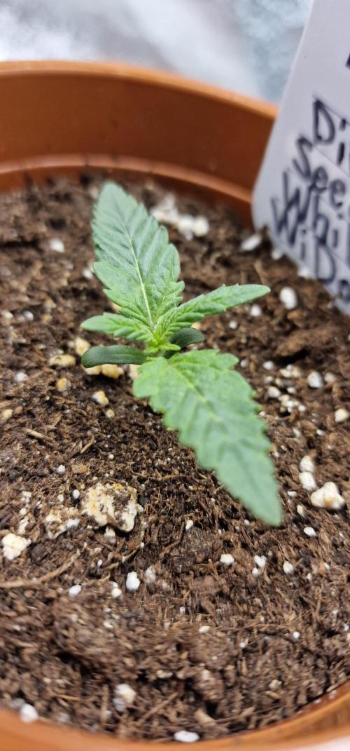 White Widow | Divine Seeds. Week 2