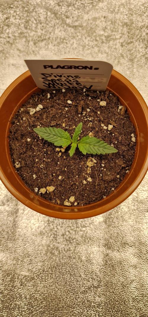White Widow | Divine Seeds. Week 2