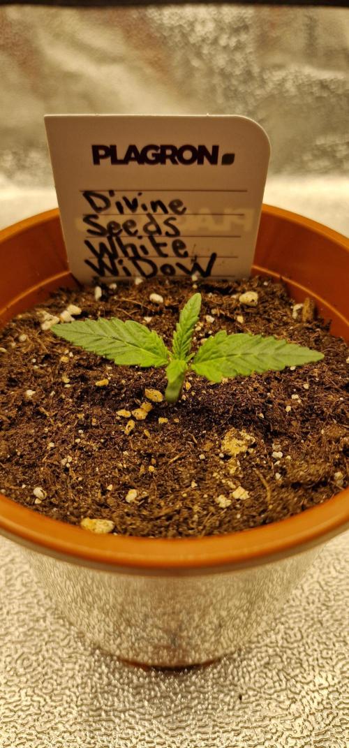 White Widow | Divine Seeds. Week 2