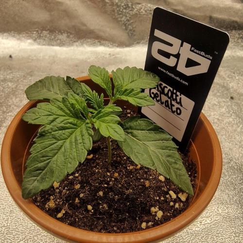 Biscotti Gelato | Fastbuds. Week 2