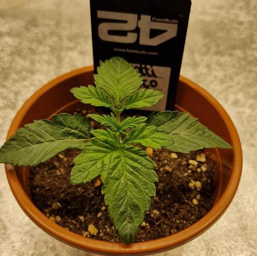 Biscotti Gelato | Fastbuds. Week 2