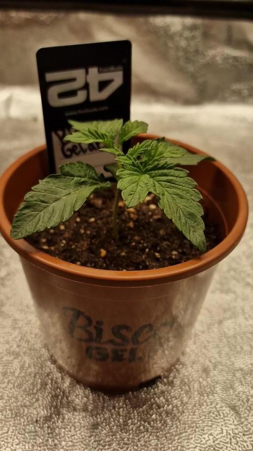 Biscotti Gelato | Fastbuds
