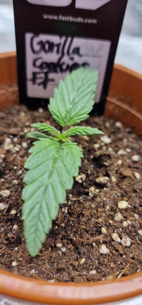 Gorilla Cookies FF | Fastbuds. Week 2