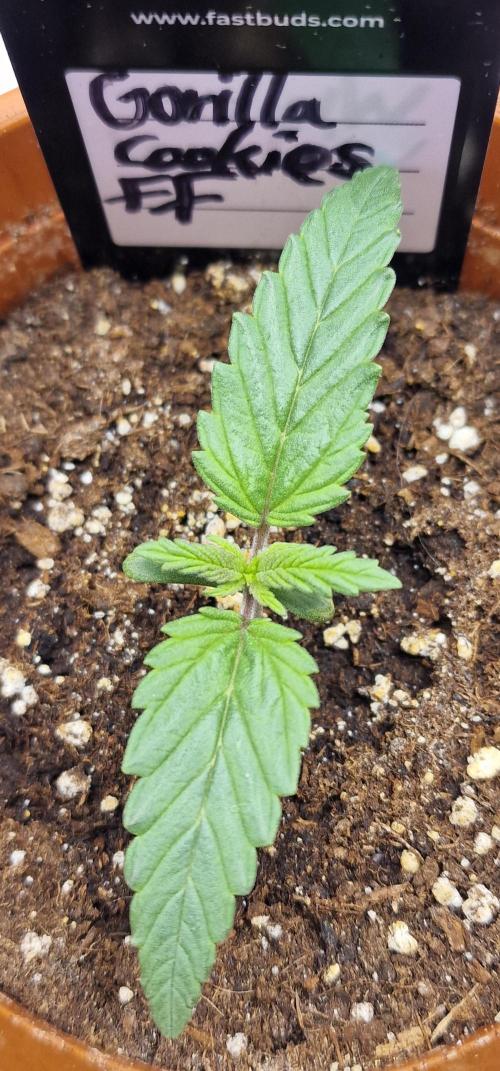 Gorilla Cookies FF | Fastbuds. Week 2