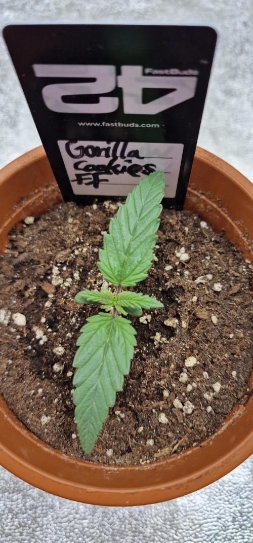 Gorilla Cookies FF | Fastbuds. Week 2
