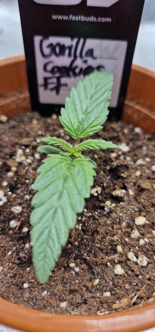 Gorilla Cookies FF | Fastbuds. Week 2