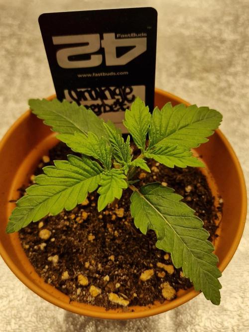Orange Sherbet FF | Fastbuds. Week 2