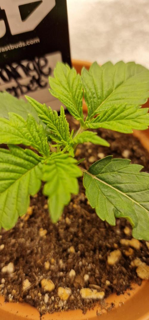 Orange Sherbet FF | Fastbuds. Week 2