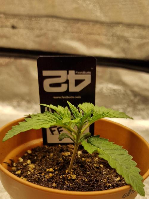 Orange Sherbet FF | Fastbuds. Week 2