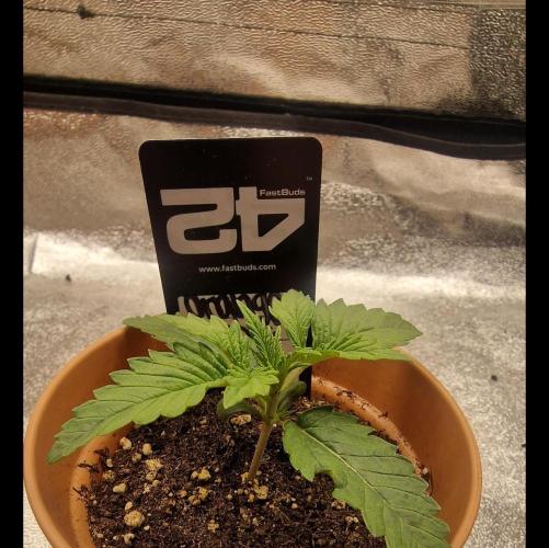 Orange Sherbet FF | Fastbuds. Week 2