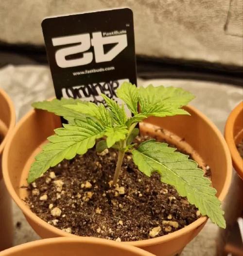 Orange Sherbet FF | Fastbuds