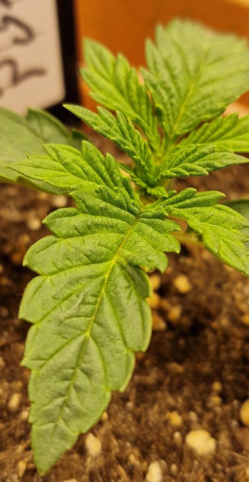 Lemon Cherry Runtz | Fastbuds. Week 2