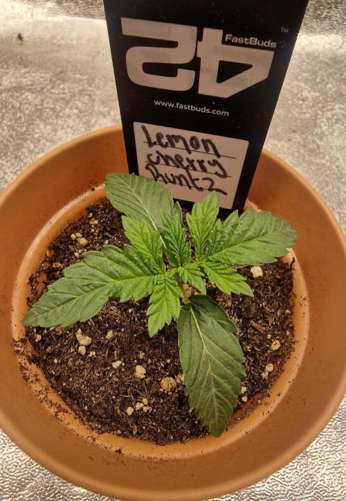 Lemon Cherry Runtz | Fastbuds. Week 2