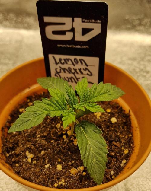 Lemon Cherry Runtz | Fastbuds. Week 2