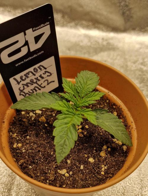 Lemon Cherry Runtz | Fastbuds. Week 2