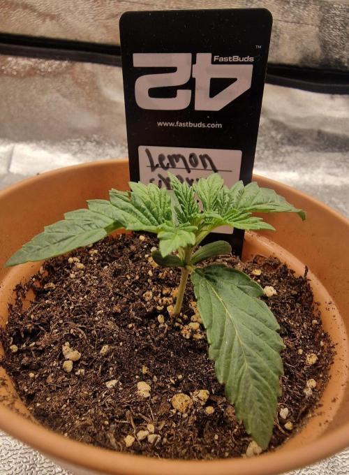 Lemon Cherry Runtz | Fastbuds. Week 2