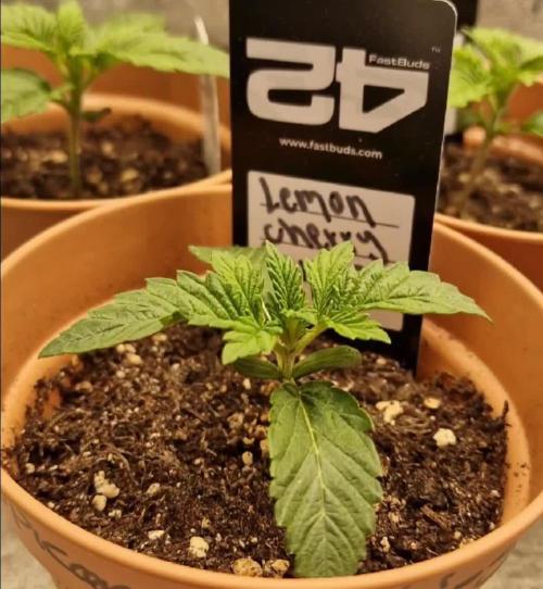Lemon Cherry Runtz | Fastbuds