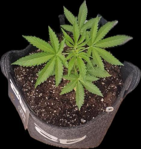 Gorilla Cookies FF (Outdoor Contest). Week 5