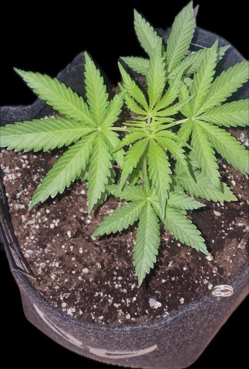 Gorilla Cookies FF (Outdoor Contest). Week 5