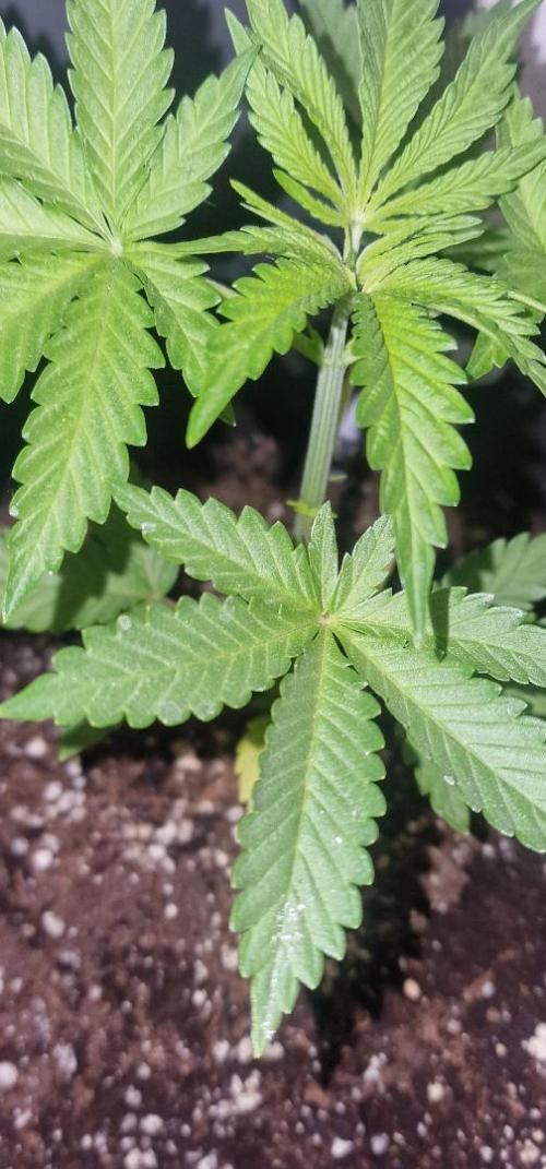 Gorilla Cookies FF (Outdoor Contest). Week 5