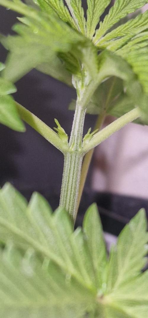 Gorilla Cookies FF (Outdoor Contest). Week 5