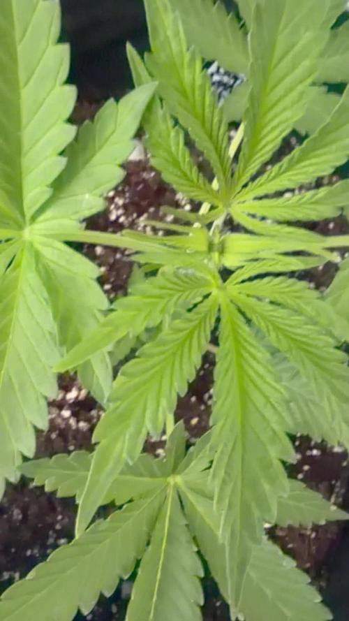 Gorilla Cookies FF (Outdoor Contest)