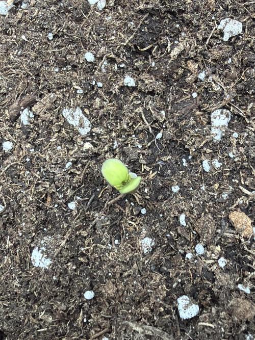 Guava Runtz Auto | Fastbuds (Outdoor). Week 1