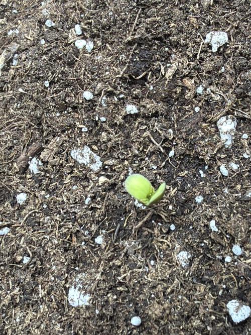 Guava Runtz Auto | Fastbuds (Outdoor). Week 1