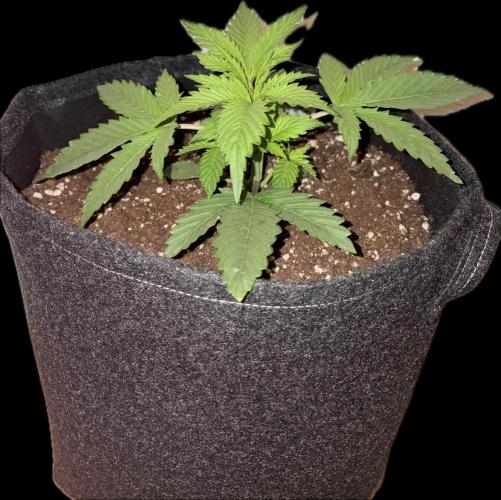 Escobar Auto (Divine Seeds). Week 3