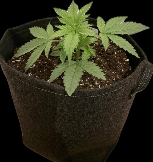 Escobar Auto (Divine Seeds). Week 3