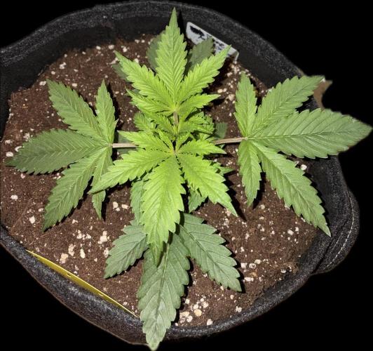 Escobar Auto (Divine Seeds). Week 3