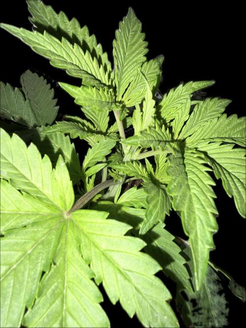Escobar Auto (Divine Seeds). Week 3