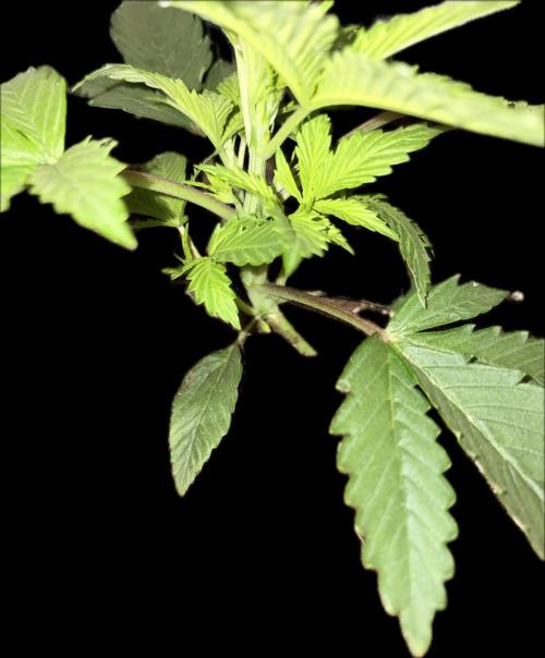 Escobar Auto (Divine Seeds). Week 3