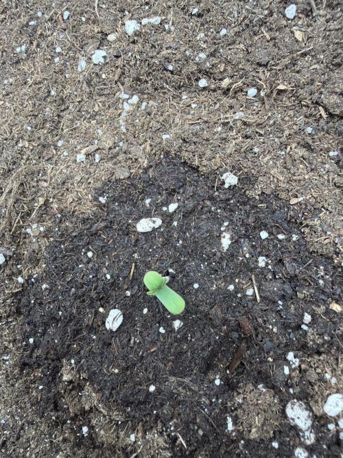 Guava Runtz Auto | Fastbuds (Outdoor). Week 1