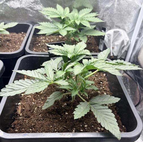 Biscotti Gelato | Fastbuds. Week 3