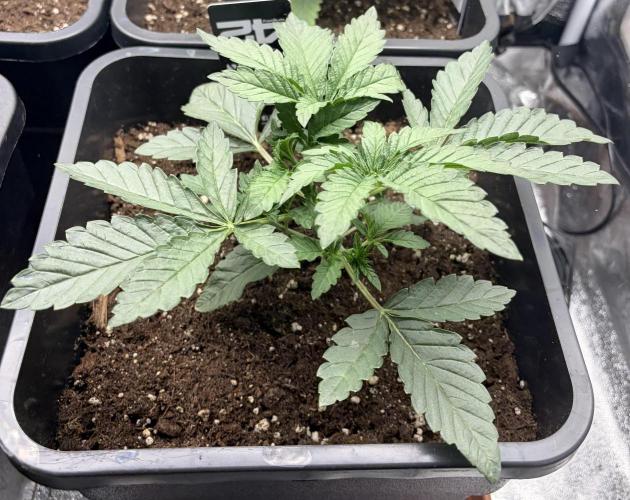 Biscotti Gelato | Fastbuds. Week 3